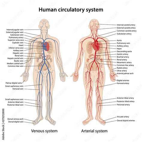 Human Arterial And Venous System Diagram