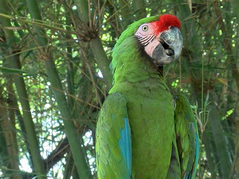 Military Macaw | Alexandria Zoo