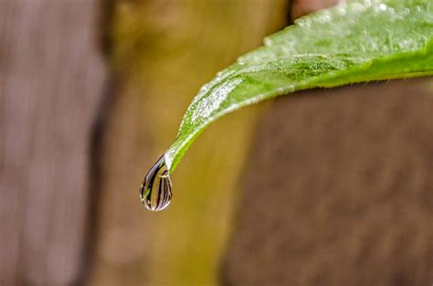 Water Drop On The Leaf Free Stock Photo - Public Domain Pictures