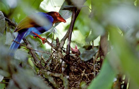 Sinharaja Forest Reserve | threeblindmen photography archive