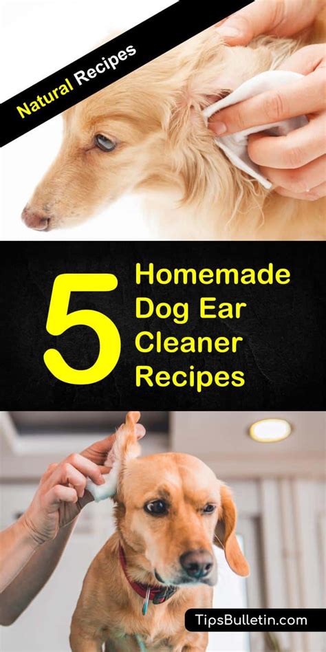 5 Homemade Dog Ear Cleaner Recipes