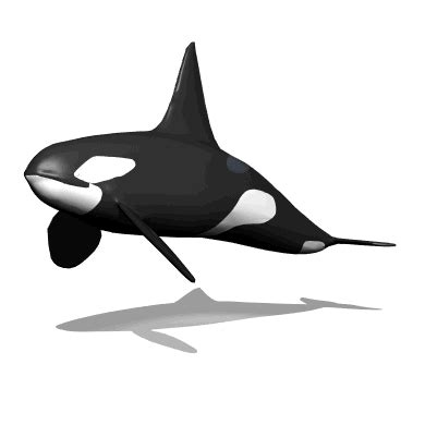 Orca clipart animation, Orca animation Transparent FREE for download on WebStockReview 2024