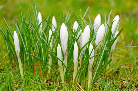 White Spring Flowers Free Stock Photo - Public Domain Pictures