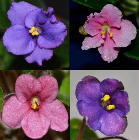 What are the Different Color Patterns of African Violet Flowers? – Baby Violets