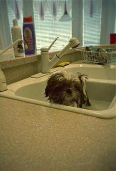 Giving Baths to a Shih Tzu | Proper Bathing Techniques