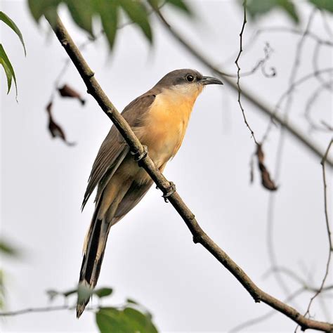 Mangrove Cuckoo photo - ed agter photos at pbase.com