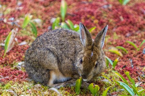 Free photo: Snowshoe Hare - Animal, Wildlife, Wild - Free Download - Jooinn