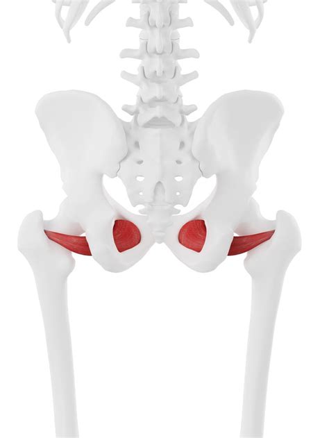 Obturator Externus | Sagittal plane, Muscle anatomy, Pelvis