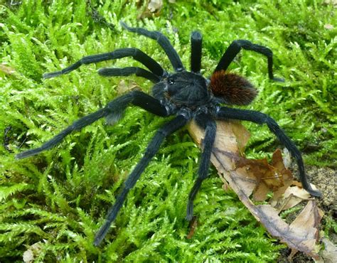 New Tarantula Species Named After Gabriel García Márquez - Newsweek