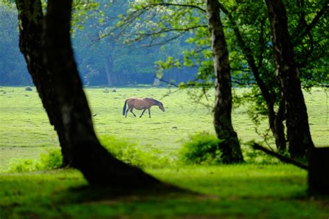 Camping at Hollands Wood Campsite New Forest