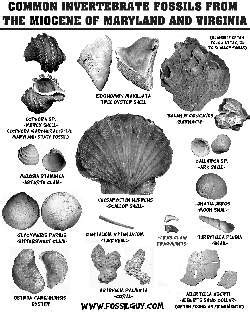 Fossil Identification Sheets - New York, Maryland, Virginia, New Jersey, North Carolina ...