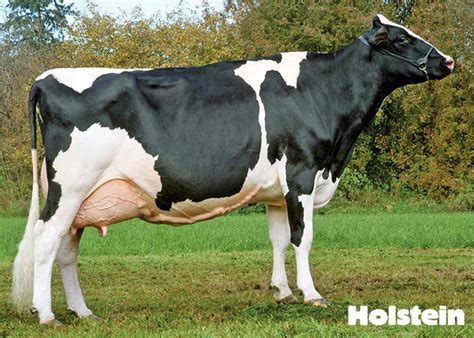 Name That Cow: The 6 Great Dairy Breeds | Dairy Discovery Zone