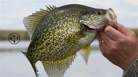 List Of Panfish Species: A Comprehensive Guide For Anglers