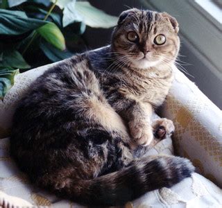 Ms. Kitty | The ears of the Scottish Fold are the influence … | Flickr