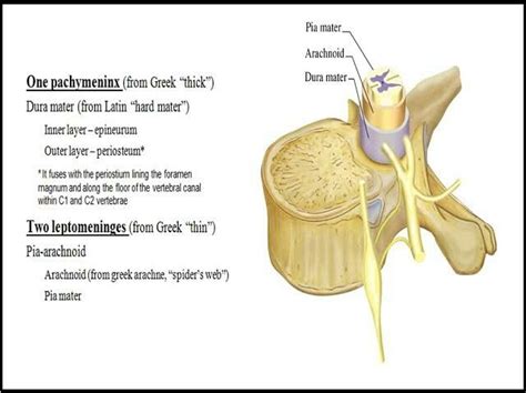 Leptomeninges