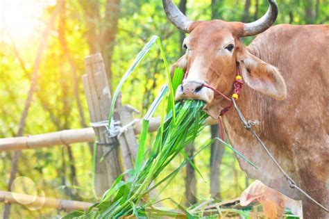 Cow eat grass in morning stock image. Image of land, background - 19764613