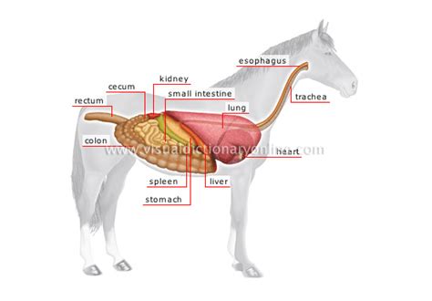 ANIMAL KINGDOM :: UNGULATE MAMMALS :: HORSE :: ANATOMY OF A HORSE image - Visual Dictionary Online