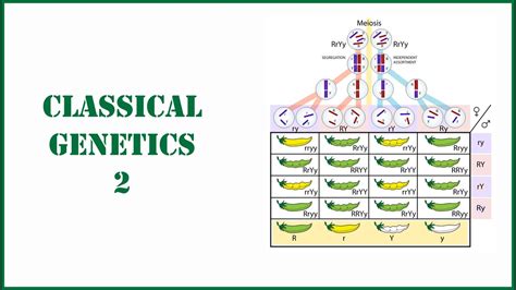 Lecture no 12 : Classical Genetics (Part 2) - YouTube