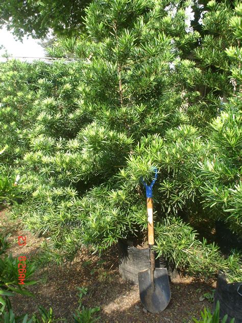 Podocarpus/ “Maki” – Podocarpus costalis Family: Podocarpacea | Trees to plant, Native plants ...