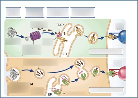 Endogenous and Exogenous Pathways Diagram | Quizlet