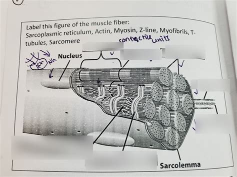 Muscle fiber Diagram | Quizlet