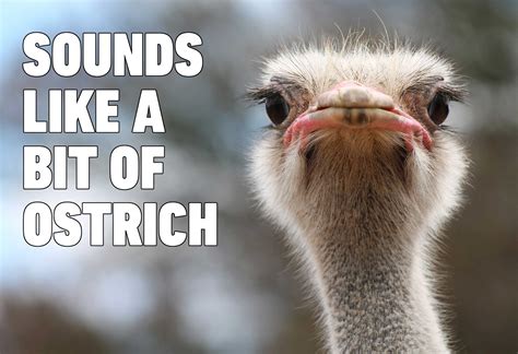 Bird Puns That Will Quack You Up | Reader's Digest