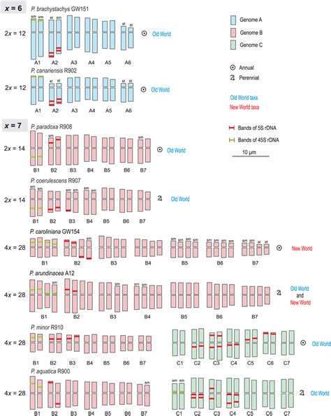 Idiograms of chromosome complements of diploid and tetraploid Phalaris... | Download Scientific ...