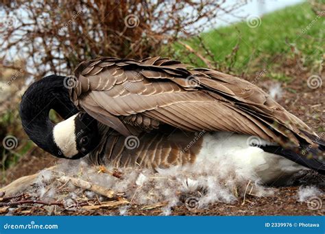 Nesting Goose stock photo. Image of wildlife, bush, brown - 2339976