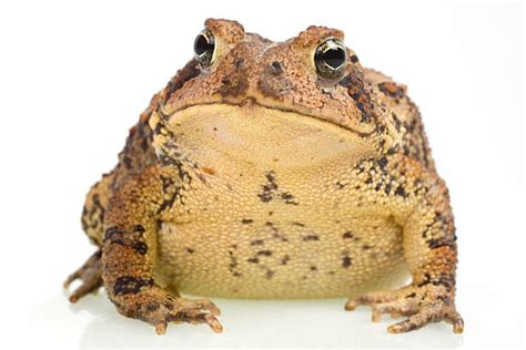 Ugly Toad Pic Stock Photos, Pictures & Royalty-Free Images - iStock