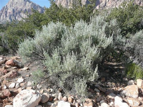 Artemisia tridentata | Plants, California, Photo