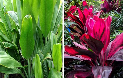 Hawaiian Live Cordyline Fruticosa Good Luck Red & Green Ti Plant Log ...