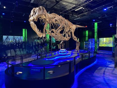 Meet Victoria, the 66-million-year-old Tyrannosaurus rex, on display at ...