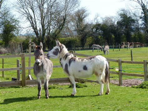 Visitor picnic area: Island Farm Donkey Sanctuary - a Community crowdfunding project in ...