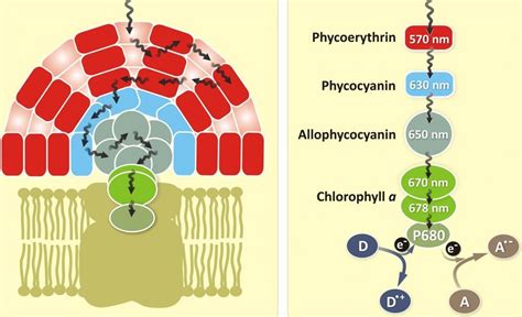 CL-APC [Cross linked-AlloPhycocyanin] | AAT Bioquest