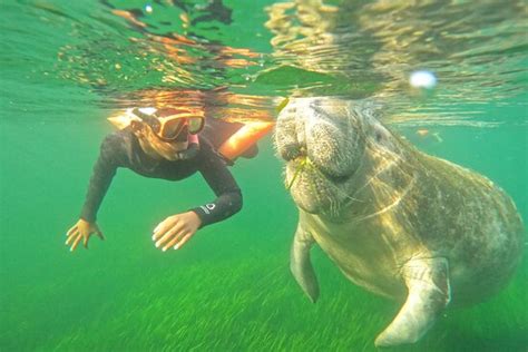 Snorkeling Experience of a Lifetime - Nature's Discovery Manatee Tours, Crystal River Traveller ...