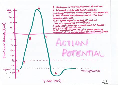 Action Potential Steps Diagram With Pumps Potential Action M