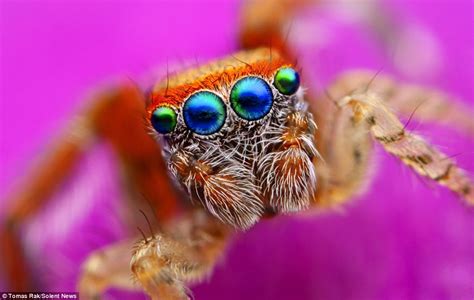 Look into my eyes: Extreme close-ups reveal hypnotic gaze of tiny jumping spiders | Daily Mail ...