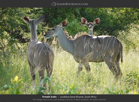 Londolozi Photos – Images & Pictures