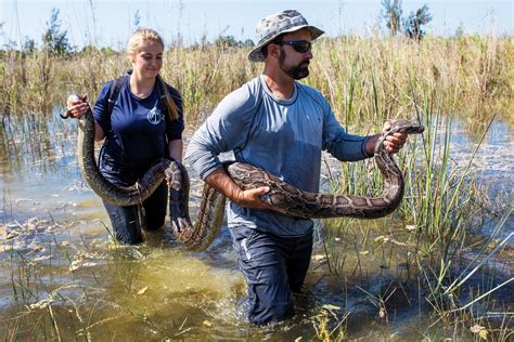 The Snakes That Ate Florida | Science | Smithsonian Magazine