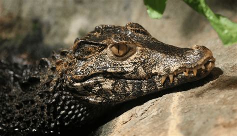 Schneider's Dwarf Caiman - Facts, Diet & Habitat Information