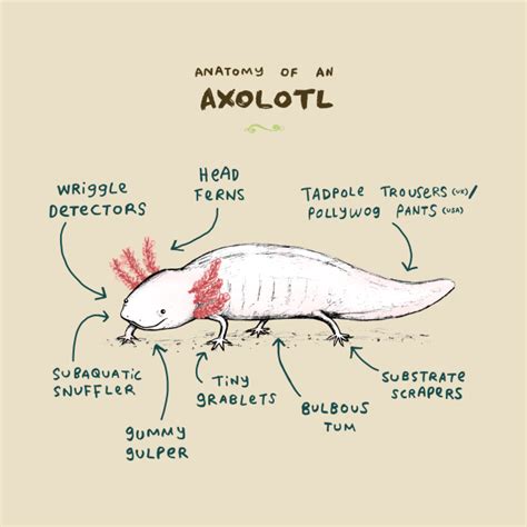 Anatomy of an Axolotl - Axolotl - T-Shirt | TeePublic