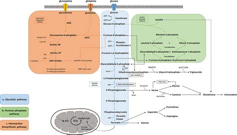 Frontiers | Glycolytic Metabolism, Brain Resilience, and Alzheimer’s Disease