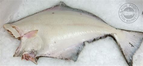 Buy Fresh Whole Halibut (20 lbs.) Online – Pure Food Fish Market