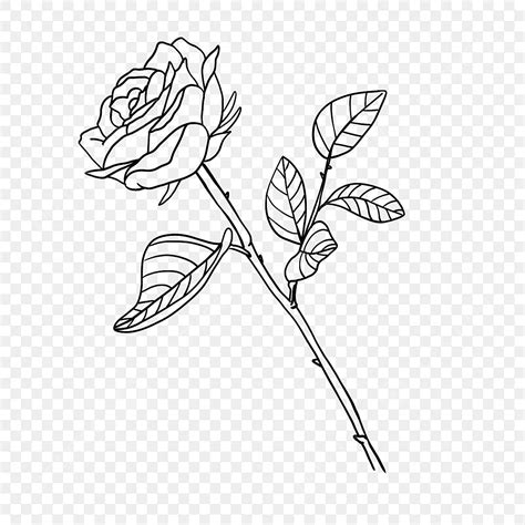 Plant Leaf Rose Flower Line Rose Clipart Black And White, Flower Drawing, Rose Drawing, Leaf ...