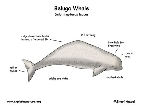 Beluga Whale Diagram