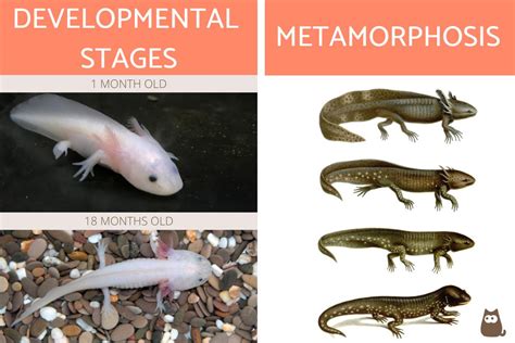 Axolotl Reproduction - Mating, Developmental Stages and Metamorphosis