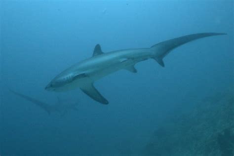 Thresher Shark: Facts, Habitat, and Behavior - American Oceans