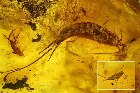 Detailed Fossil Bristletails, Ant and Fly in Baltic Amber (#200098) For Sale - FossilEra.com