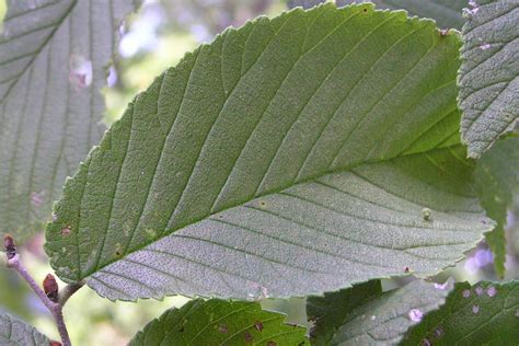 Slippery Elm – Northeast School of Botanical Medicine