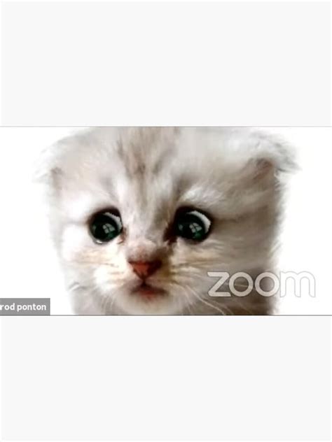 "Zoom Cat (Rod Ponton) Lawyer" Sticker by tik-tok-sticker | Redbubble